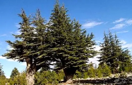 cédrus