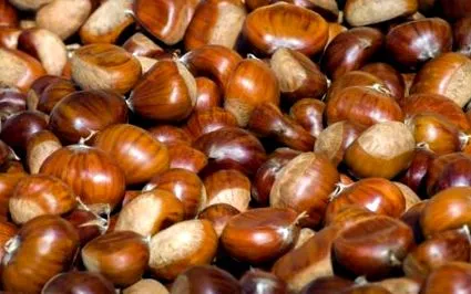 gesztenye