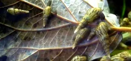 melanoid