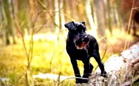 schnauzer