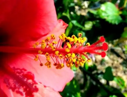 hibiszkusz