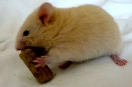 hamsterpedia