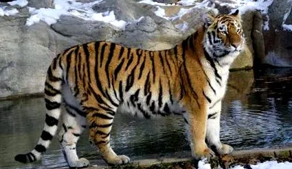 Panthera tigris