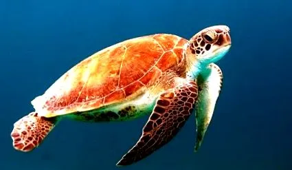 tortuga