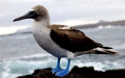 sula