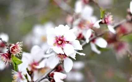 nishime
