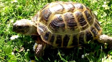 turtle