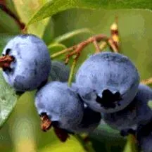 myrtillus