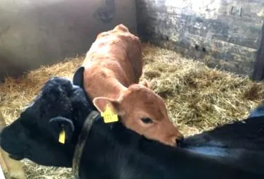 ferme