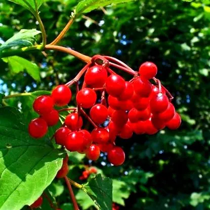 viburnum viburnum