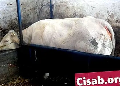 найважчий