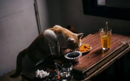 какви котки