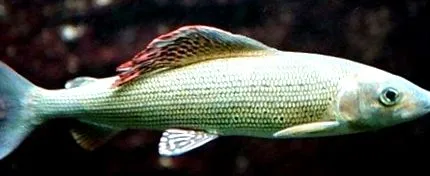 великий спинний плавник