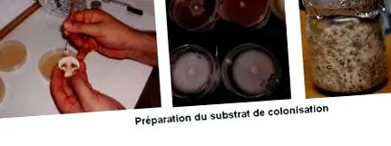 отглеждане жълти