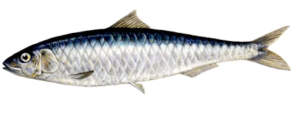 ръководство морски