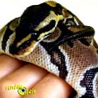 python
