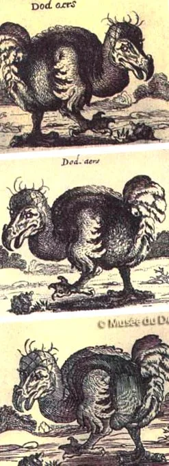 Dodo finn