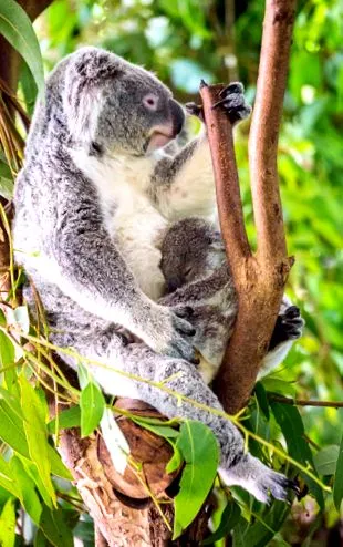 коала