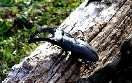 cervus