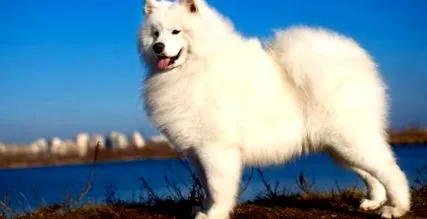біле