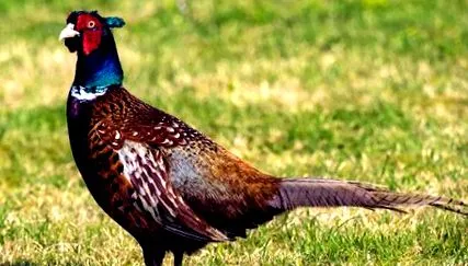 дика