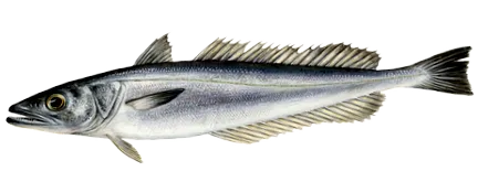 дарове hake