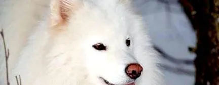 samoyede samoyede