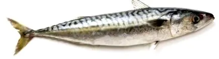 скумбрія скумбрія