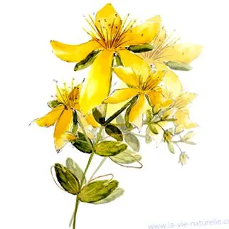 perforatum naturelle