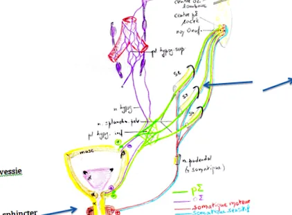 uropole