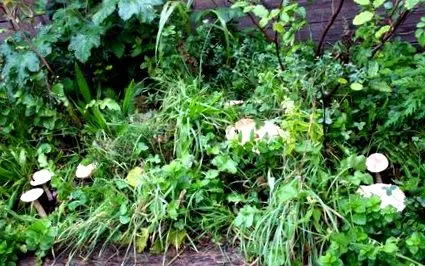 зеленчуци mycogardening