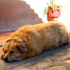 типовий
