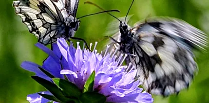 papillon