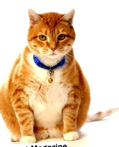 чернодробна котешка