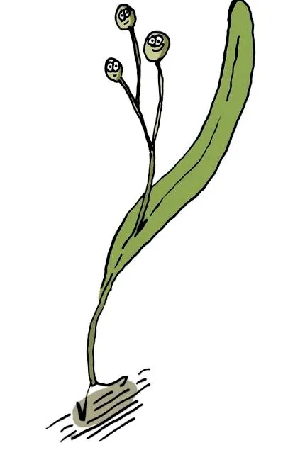 acacia