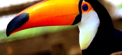 toucan факти