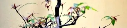 хранителни склероза
