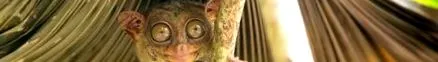 ескапади tarsier
