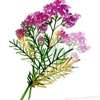 Valeriana officinalis officinalis