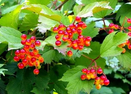 viburnum viburnum