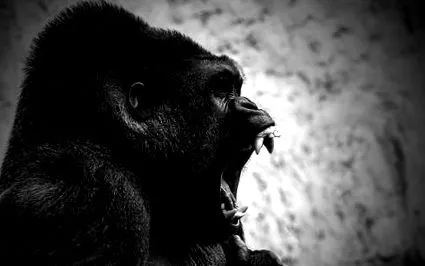 gorilla