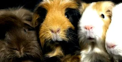 porc