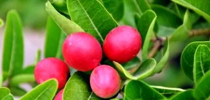 legume fructe