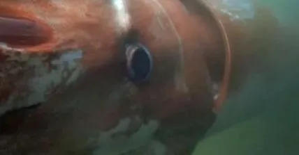 відео