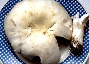 agaric
