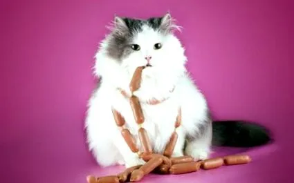 накарате котката