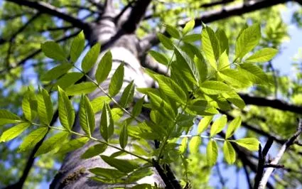 plante