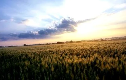 blog