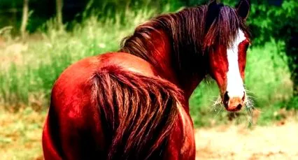 cheval