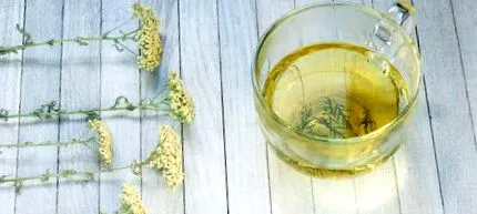 Achillea millefolium